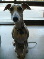 Bella The Whippet's Video Corner