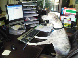 Our Lead Customer Service Agent, Bella, awaits you!
